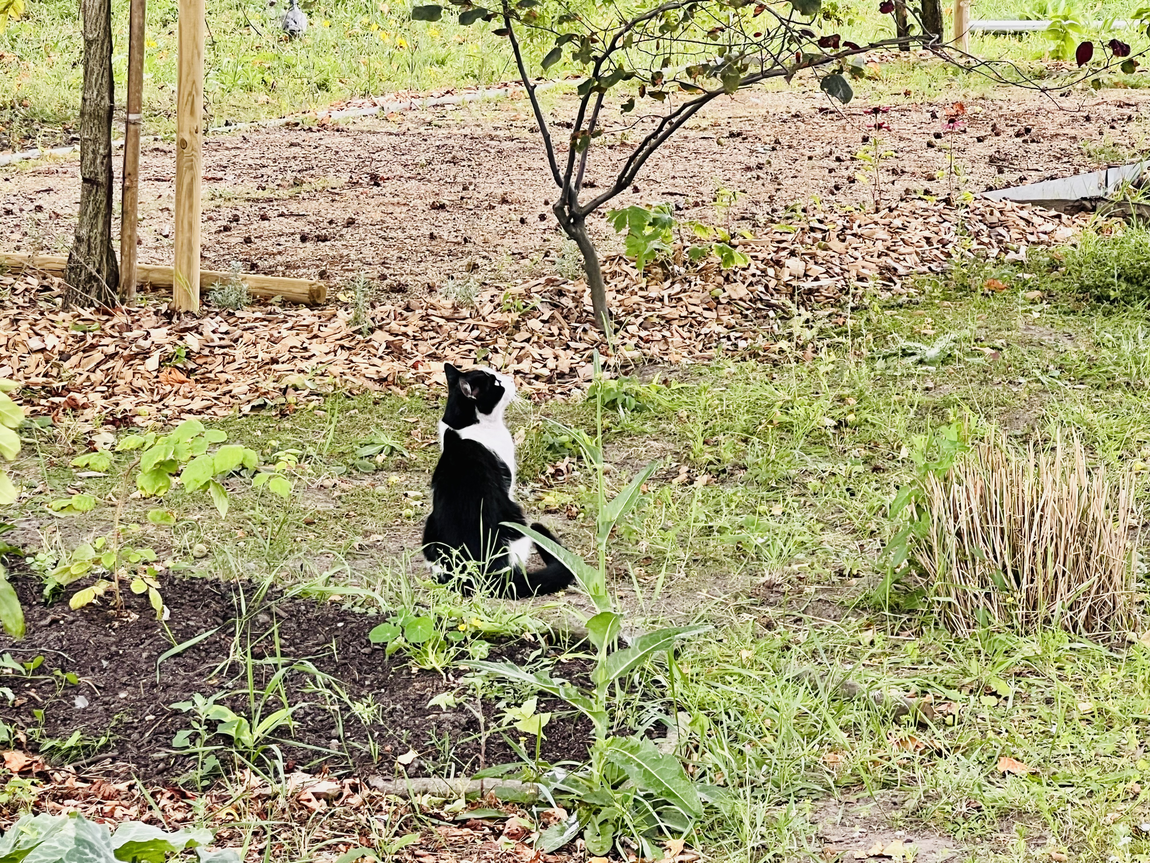 A vibing cat